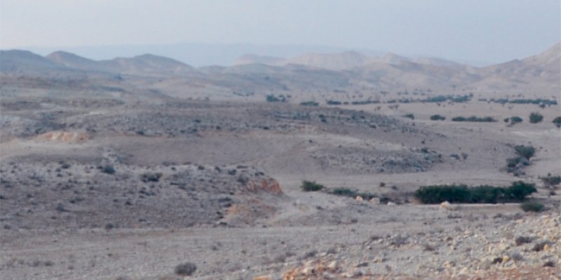 In der Fremde sprechen die Bäume arabisch In der Fremde sprechen die Bäume arabisch